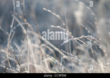 Il sole sulle erbe su un freddo, frosty mattina. Colori smorzati. Uno sfondo sfocato con erbe in focus Foto Stock