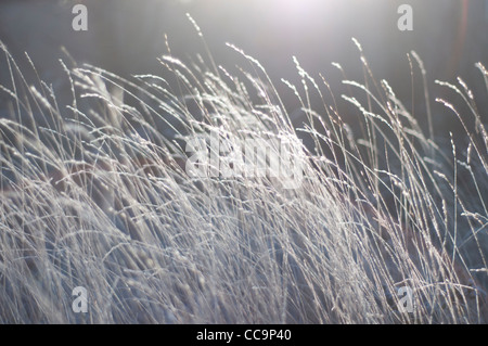 Il sole sulle erbe su un freddo, frosty mattina. Colori smorzati. Uno sfondo sfocato con erbe in focus Foto Stock