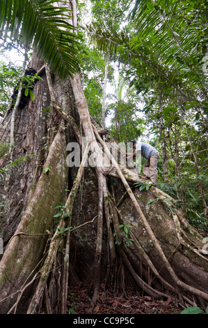 Pacaya Samiria riserva nazionale, Perù. Di arrampicarsi su un albero di Kapok chiamato Arbol de Lupuna. Foto Stock