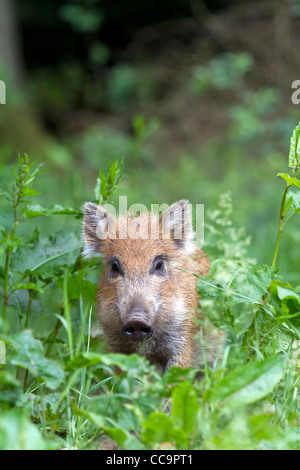 Il cinghiale (Sus scrofa) Foto Stock