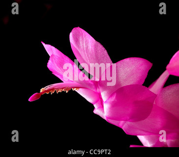 Una rosa/magenta natale colorati fiori di cactus Foto Stock