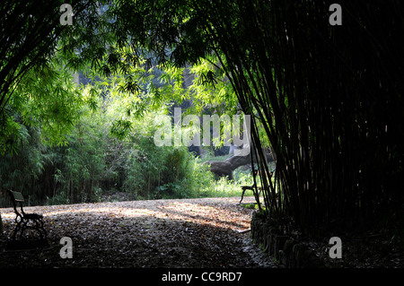 Bambù. Giardino botanico di Lisbona, Portogallo. Foto Stock