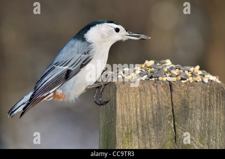 Un picchio muratore appollaiato su un post con seme di uccelli. Foto Stock