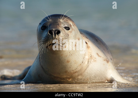 Guarnizione grigio; Latino: Halichoerus grypus Foto Stock