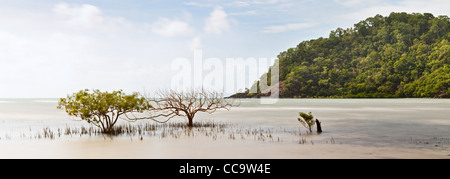 Alberi di mangrovie e foresta pluviale tropicale a Cape Tribulation, Queensland Australia, la foresta pluviale di Daintree Foto Stock