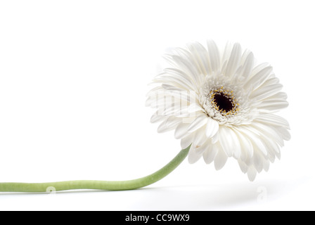 Bianco fiore di gerbera isolati su sfondo bianco Foto Stock