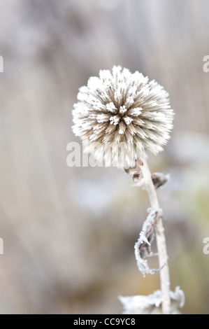 Hoare cristalli di brina che copre un pungenti blue globe thistle impianto in inverno seme head. Echinops bannaticus Foto Stock