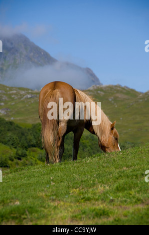 Norvegia, Nordland, arcipelago delle Lofoten, borgelva. "Fjord horse' in pascolo, razza speciale di norvegese cavallo. Foto Stock