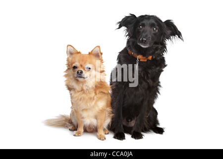 Chihuahua e un nero di razza cane davanti a uno sfondo bianco Foto Stock