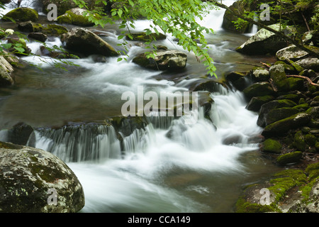 Rapids lungo il polo centrale del piccolo fiume in tremont area del Great Smoky Mountain National Park. Foto Stock