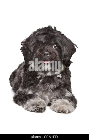 Little Black boomer cane davanti a uno sfondo bianco Foto Stock