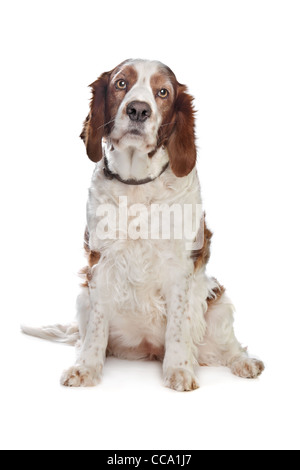 Welsh Springer Spaniel davanti a uno sfondo bianco Foto Stock