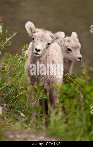 Due giovani Big Horn Sheep in primavera in Alberta, Canada. Foto Stock