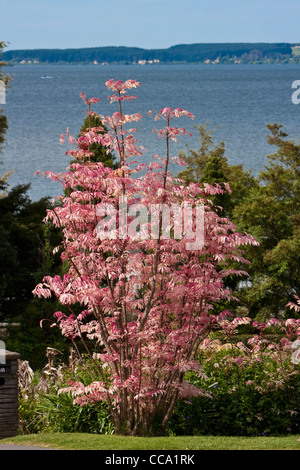 Rosa Toon Tree, Cedrela Sinensis, lago di Rotorua. Nuove foglie sono rosa in primavera, girando la crema, poi la luce verde per l'estate. Foto Stock