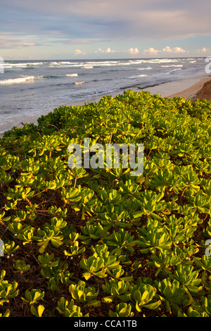 Nukolii Beach, noto anche come spiaggia di cucine, Kauai, Hawaii. Foto Stock