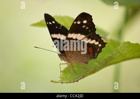 Fatima nastrare farfalla pavone, Anartia fatima, in un bosco vicino a Penonome, Cocle Affitto provincia, Repubblica di Panama. Foto Stock