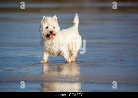 West Highland White Terrier; sulla spiaggia; Regno Unito Foto Stock