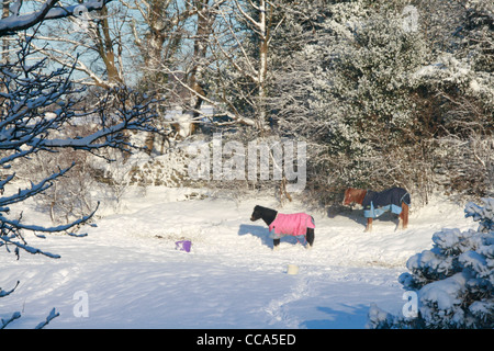 Neve pesante in deiniolen Galles del nord, Gran Bretagna Regno Unito Foto Stock