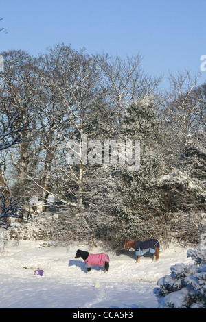 Neve pesante in deiniolen Galles del nord, Gran Bretagna Regno Unito Foto Stock