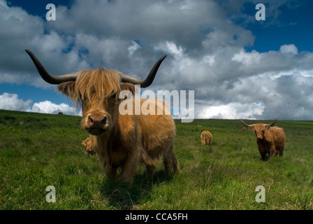 Close up Highland mucca guardando la telecamera. Dartmoor Devon, Inghilterra. Foto Stock