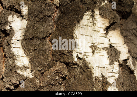 Primo piano di argento di corteccia di betulla (Betula pendula). Foto Stock