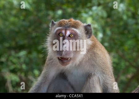 Ritratto di granchio eating Macaque Macaca fasdicularis nelle zone costiere habitat boschivo della Thailandia Foto Stock