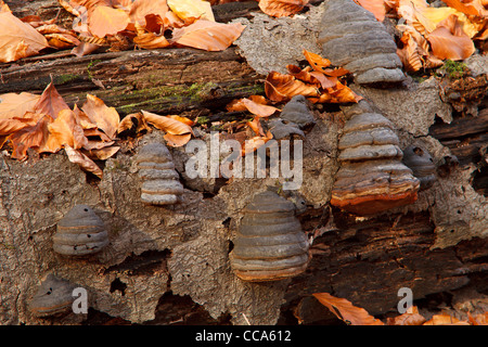 La staffa del fungo caduti sul tronco di albero. Foto Stock