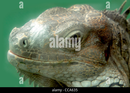 Iguana vicino fino al giorno Foto Stock