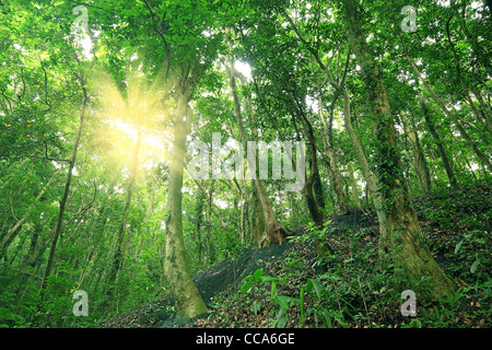 Alberi della foresta e la parete di ritegno Foto Stock