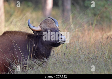 Gaur (Bos gaurus) Foto Stock