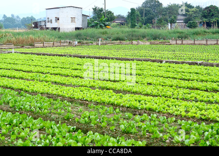 Filari di piante in un coltivato il campo degli agricoltori Foto Stock