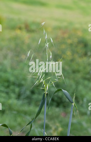 Wild avena (Avena fatua). Testa di sementi o panicle. Un "weed' specie che provoca coltivatori in problemi nella raccolta dei cereali. Foto Stock