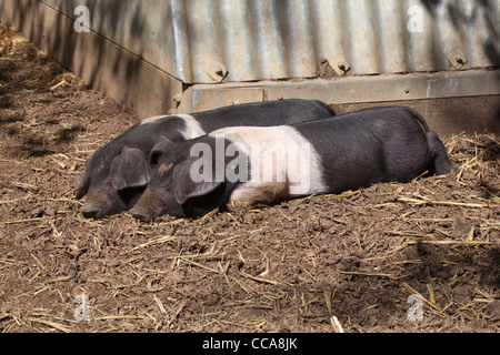 A doppio spiovente di suinetti (Sus scrofa domesticus). Sonnacchioso al sole, mese vecchi fratelli germani. Due di una lettiera. Foto Stock