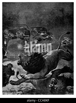 1916 East Africa attaccando wild Lion Kilimanjaro Africa scontro del veicolo la caccia la caccia preda predator hunter beast king artiglio nella giungla Foto Stock