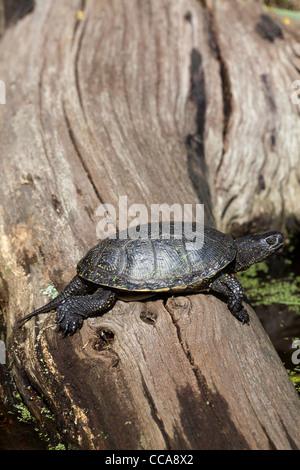 European Pond Terrapin (Emys orbicularis). Maschio adulto, bagni di sole su un log. Foto Stock