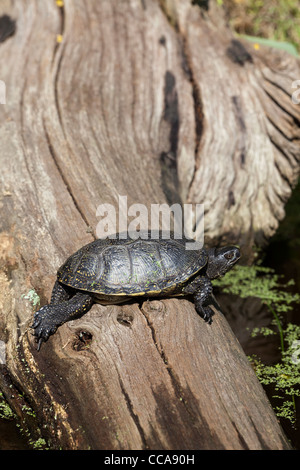 European Pond Terrapin (Emys orbicularis). Maschio adulto, bagni di sole su un log. Foto Stock