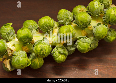 Freschi cavoli di Bruxelles su una levetta Foto Stock