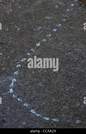 Giardino lumaca (Helix Aspersa). Il fango sentiero attraverso un gradino della porta. Foto Stock