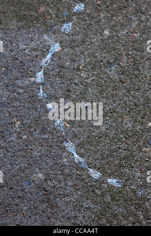 Giardino lumaca (Helix Aspersa). Il fango sentiero attraverso un gradino della porta. Foto Stock