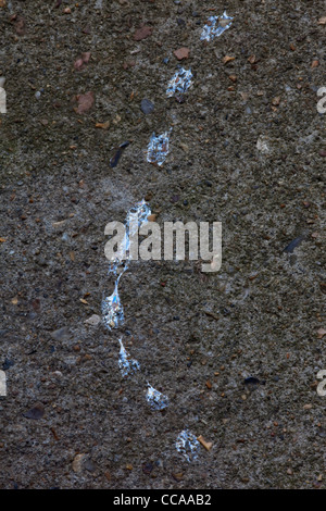 Giardino lumaca (Helix Aspersa). Il fango sentiero attraverso un gradino della porta. Foto Stock