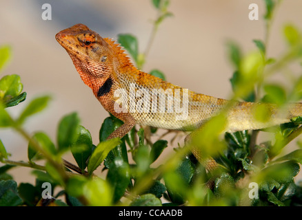 Oriental Garden Lizard, Calotes versicolor, strisciando attraverso una siepe Foto Stock