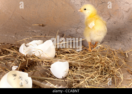 Giallo pulcino di pasqua a piedi da un guscio d'uovo con un calendario interno Foto Stock