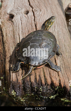 North American Western dipinto di tartaruga (Chrysemys picta belli). Nota lamine di sollevamento su scutes. Sparso su di una base regolare consentendo la crescita. Foto Stock