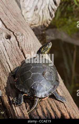 North American Western dipinto di tartaruga (Chrysemys picta belli). Nota lamine di sollevamento su scutes. Sparso su di una base regolare consentendo la crescita. Foto Stock