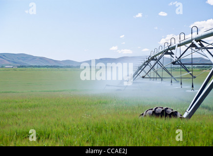 Enorme di irrigazione a perno centrale gli sprinkler sono utilizzati per irrigare un campo, Idaho, Stati Uniti d'America Foto Stock