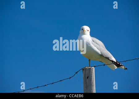 Norvegia, Nordland, arcipelago delle Lofoten. Lone Red-gambe Kittiwake sulla recinzione. (WILD: Rissa brevirostris) Foto Stock
