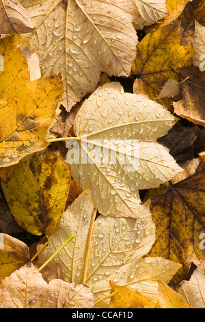 Giallo foglie cadute di gocce di acqua sotto il sole Foto Stock