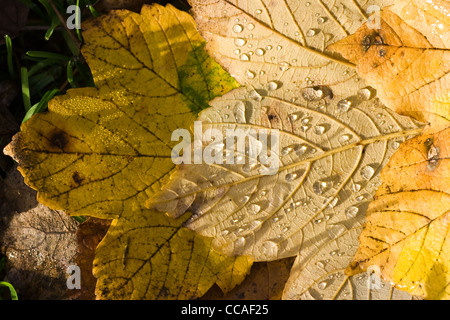 Giallo caduta foglie con gocce di acqua del sole sulla terra Foto Stock