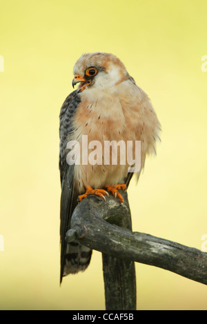 Femmina rosso-footed falcon Falco vesperuinus) retroilluminato Foto Stock