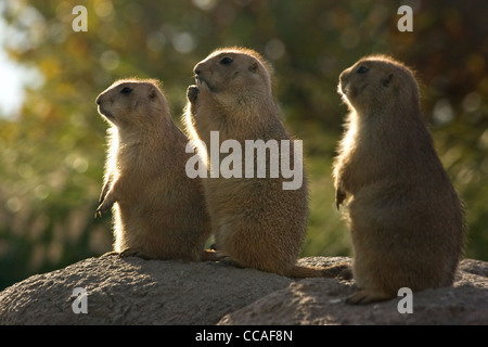 Tre cani della prateria in seduta la mattina di sole vicino a Loro burrows Foto Stock